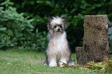 CHIEN NU CHINOIS 239